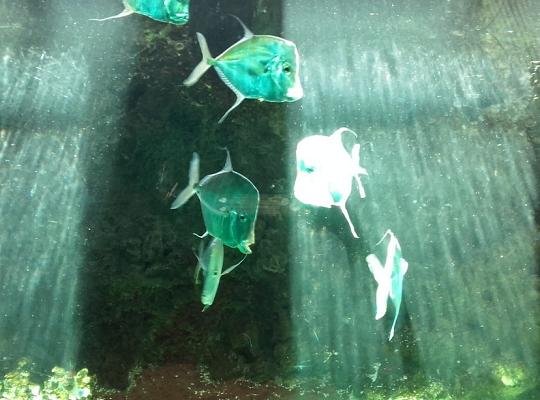 Poznajemy budowę geologiczną Klifu Orłowskiego na warsztatach terenowych