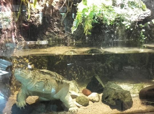 Poznajemy budowę geologiczną Klifu Orłowskiego na warsztatach terenowych