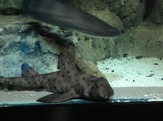 Poznajemy budowę geologiczną Klifu Orłowskiego na warsztatach terenowych