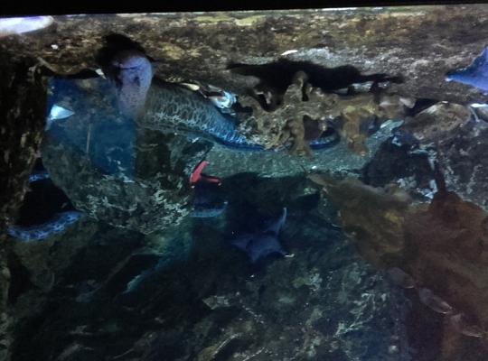 Poznajemy budowę geologiczną Klifu Orłowskiego na warsztatach terenowych