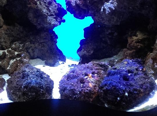 Poznajemy budowę geologiczną Klifu Orłowskiego na warsztatach terenowych