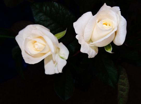 Apel z okazji 11 listopada