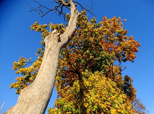 „Nostalgia jesieni…”