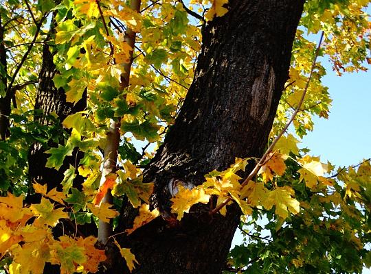 „Nostalgia jesieni…”