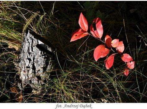 „Portret Zwiewnej Pani ” – czyli warsztaty fotograficzne w PCE