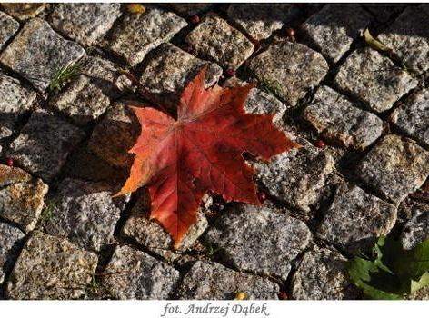 „Portret Zwiewnej Pani ” – czyli warsztaty fotograficzne w PCE