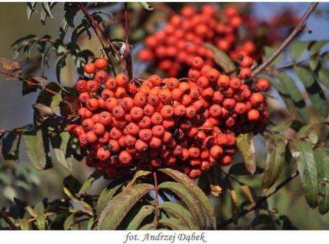 „Portret Zwiewnej Pani ” – czyli warsztaty fotograficzne w PCE