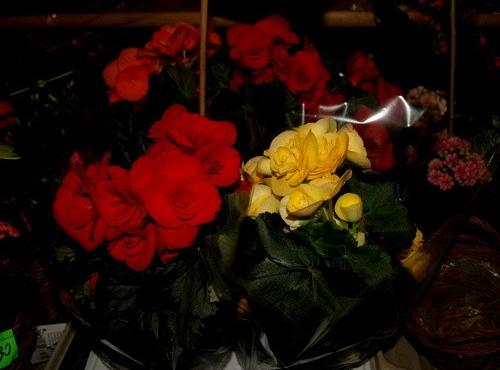 Pięknych kobiet portrety przez całe  wieki