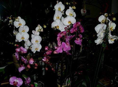 Pięknych kobiet portrety przez całe  wieki