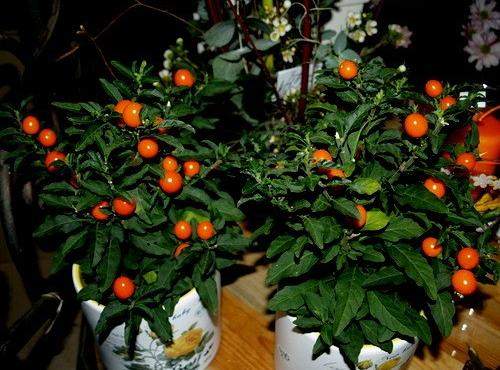 Pięknych kobiet portrety przez całe  wieki